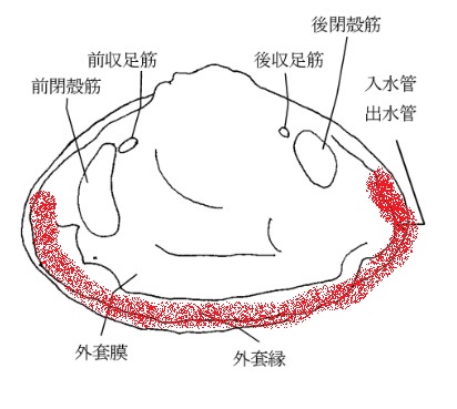 牡蠣の殻はどうやって大きくなっているのか 牡蠣とホタテの取扱店 Onokuru