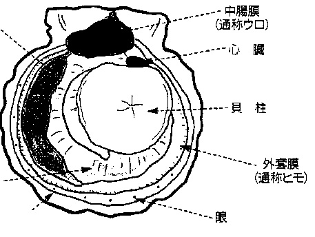 牡蠣にはあたるがホタテにあたり辛いのはなぜか 貝毒の話 牡蠣とホタテの取扱店 Onokuru