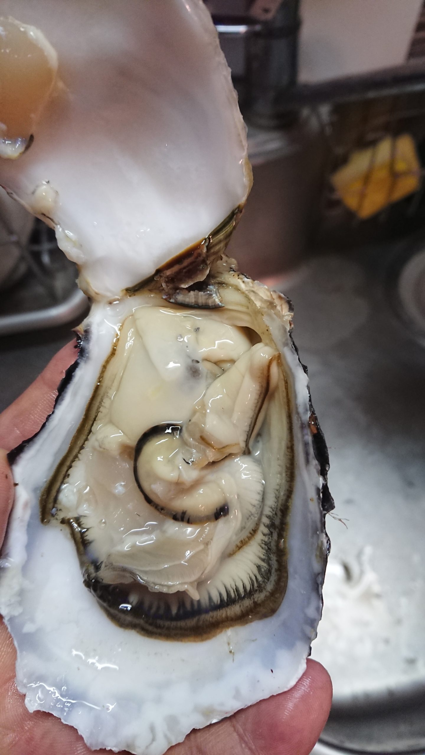牡蠣にはあたるがホタテにあたり辛いのはなぜか 貝毒の話 牡蠣とホタテの取扱店 Onokuru
