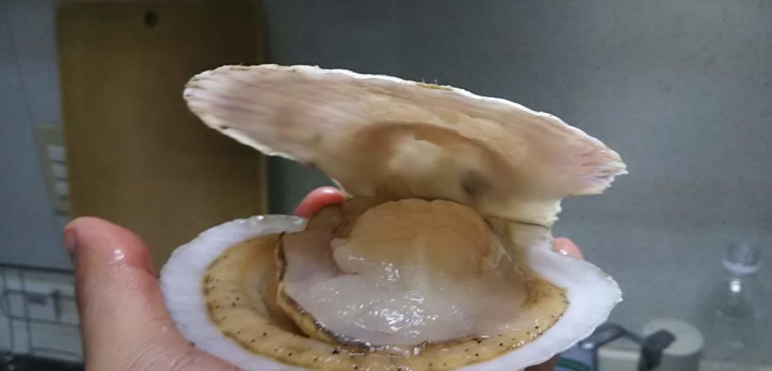 ホタテの部位について調てみました 牡蠣とホタテの取扱店 Onokuru